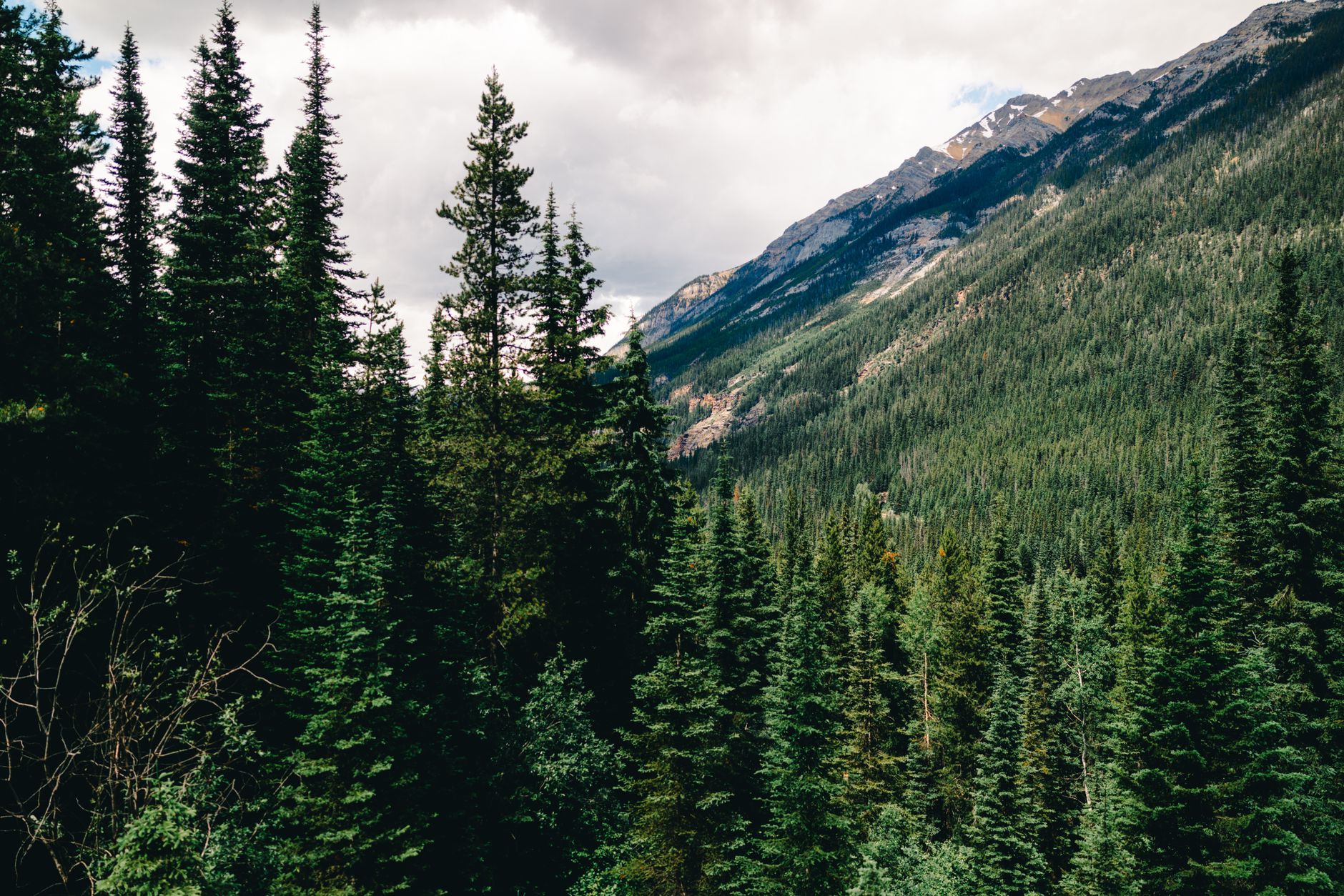 Lush green pine forest with mountainous backdrop in Field, British Columbia, Canada.
