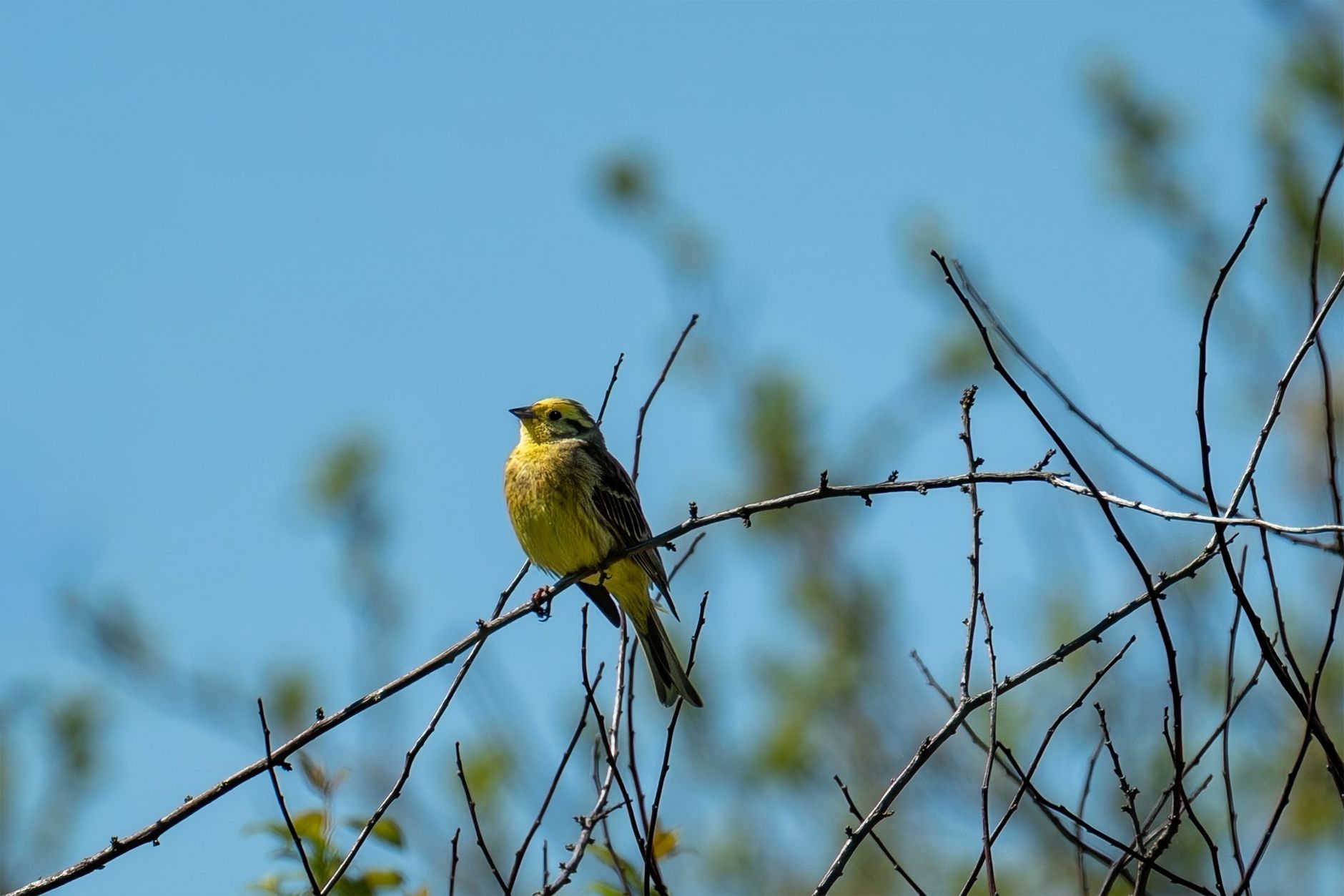 Close-up of a yellowhammer bird on a branch against a clear blue sky.