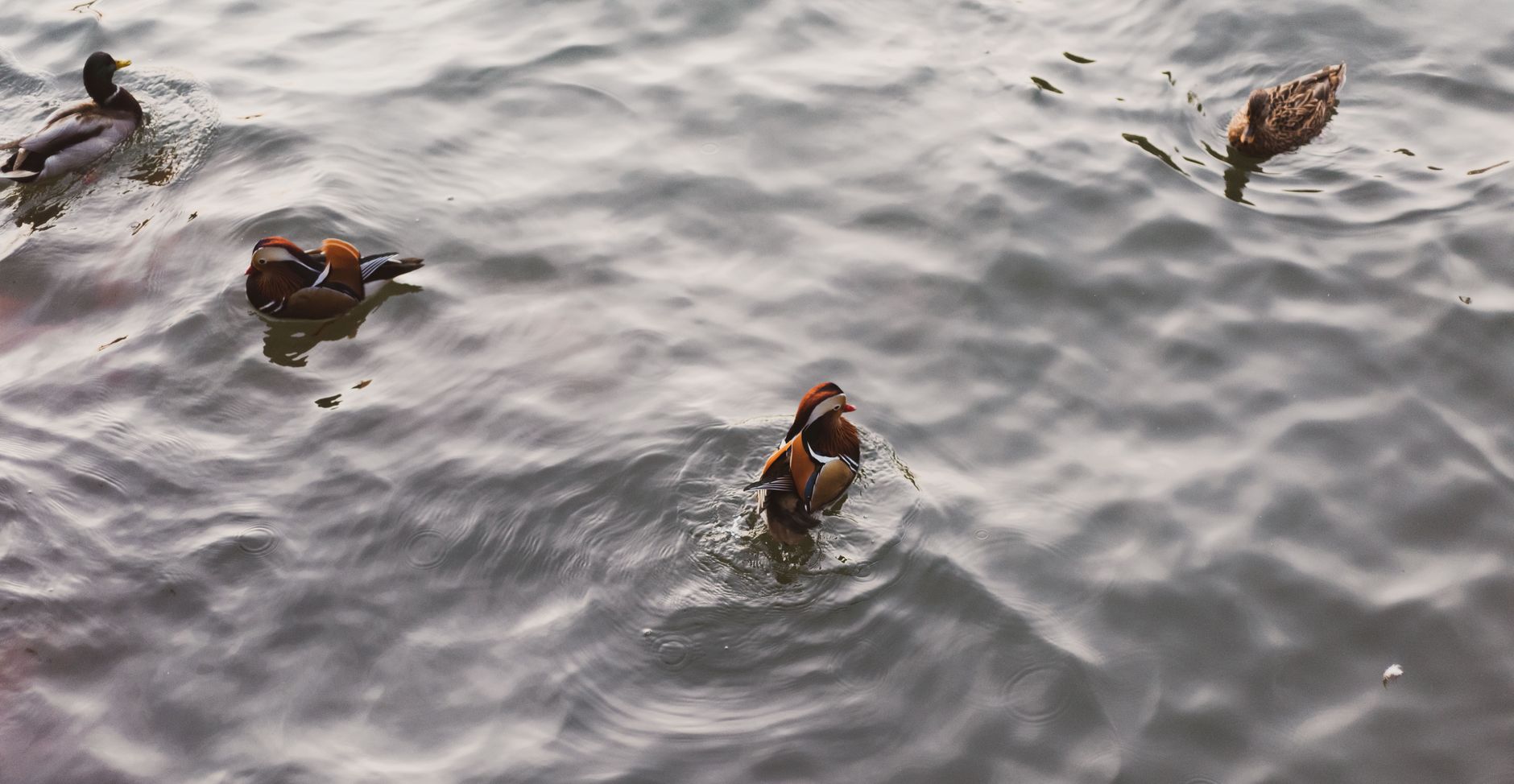 Top view of colorful Mandarin ducks swimming gracefully across the calm water surface.