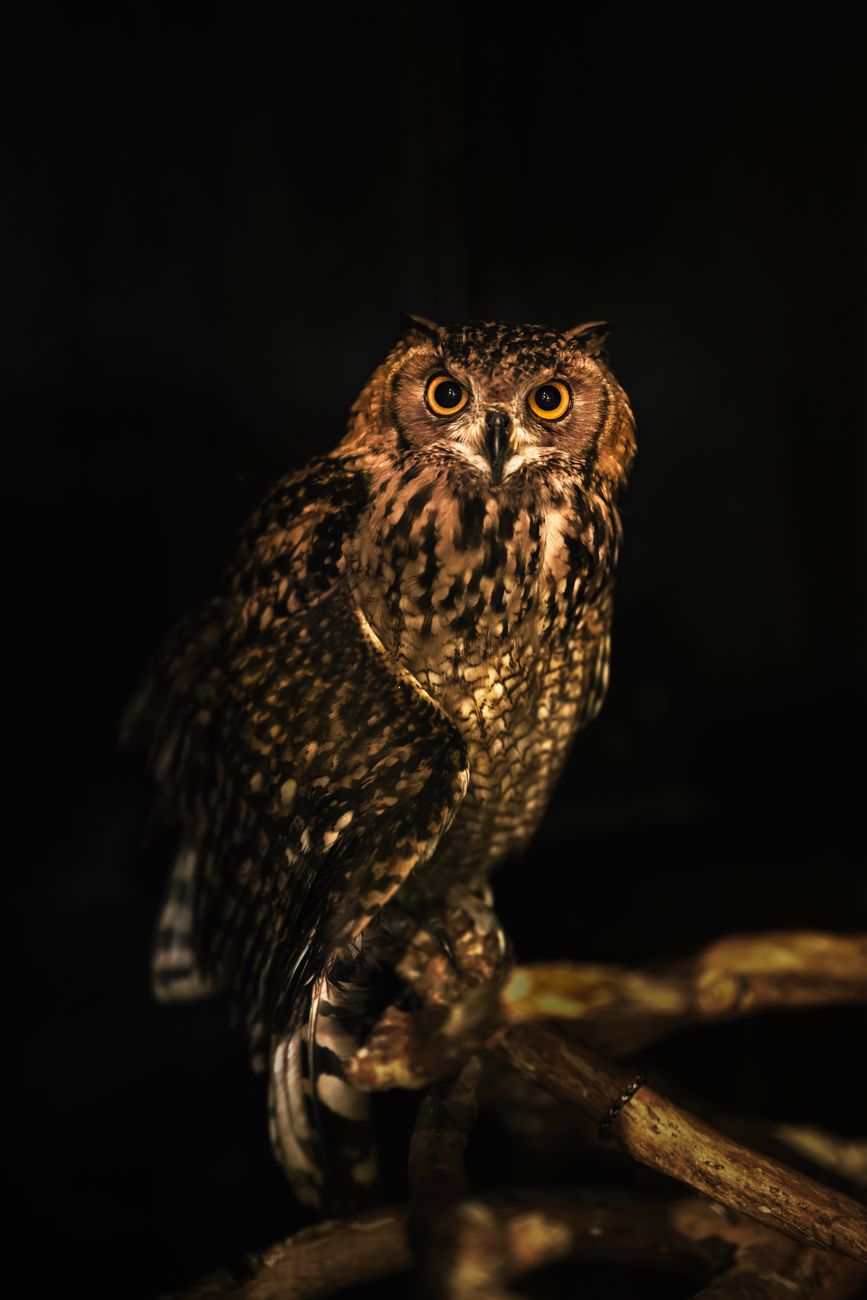Close-up of a Eurasian Eagle-Owl sitting on a branch against a dark background.