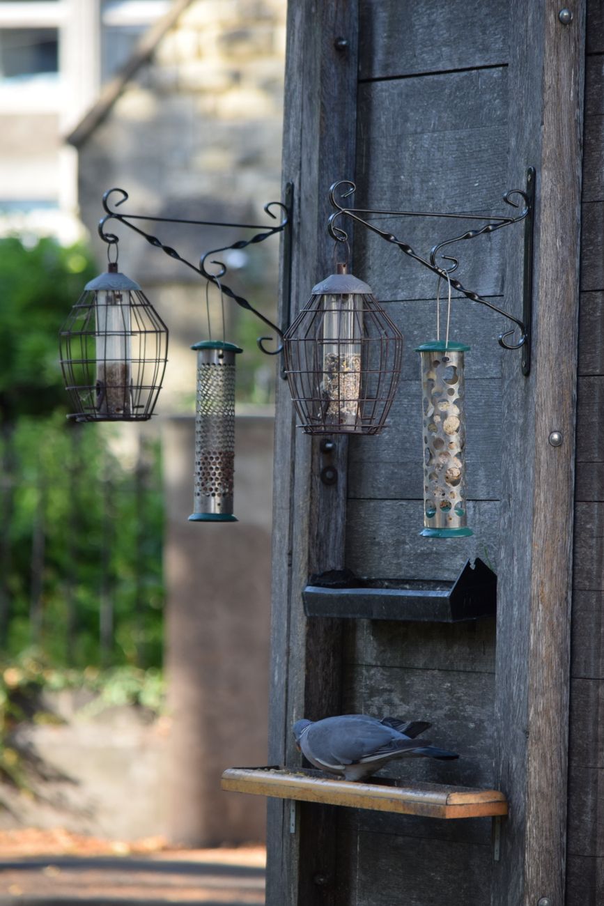 A pigeon feeding at a birdhouse with hanging feeders on a rustic wooden wall in Cheltenham.