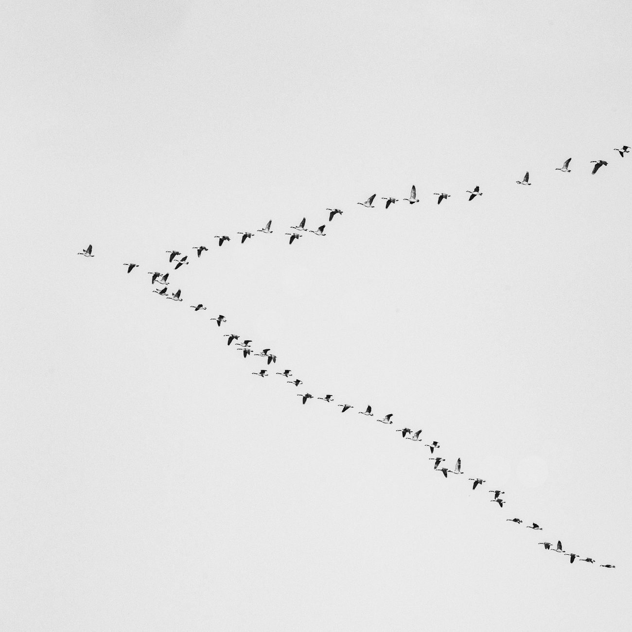 A flock of birds flying in a distinct V formation against a clear sky, symbolizing migration.