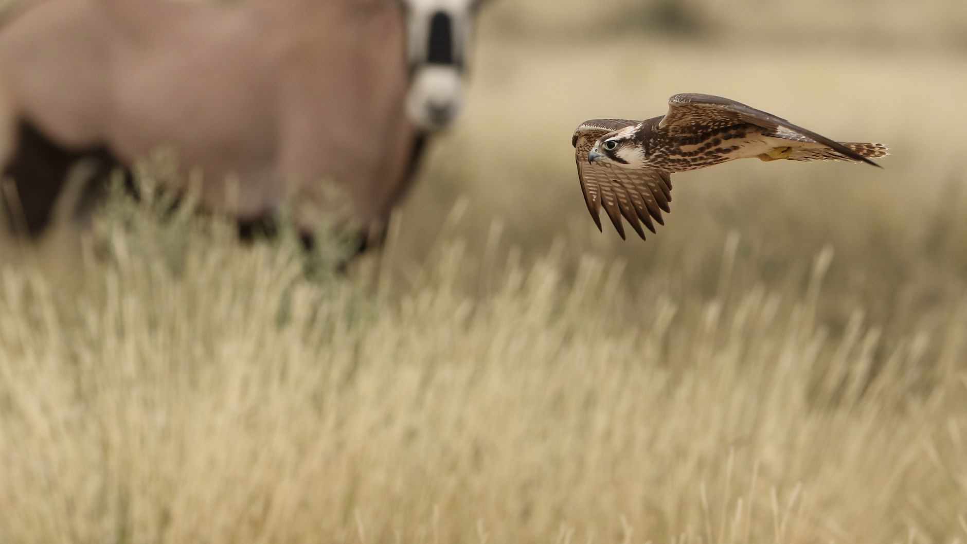 A lanner falcon gracefully soars through the grasslands of Kgalagadi Transfrontier Park.